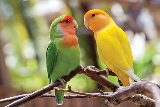 Pet Birds